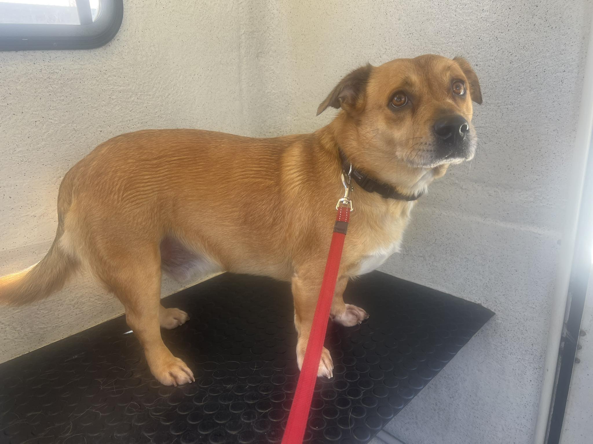Short coat dog after maintenance groom