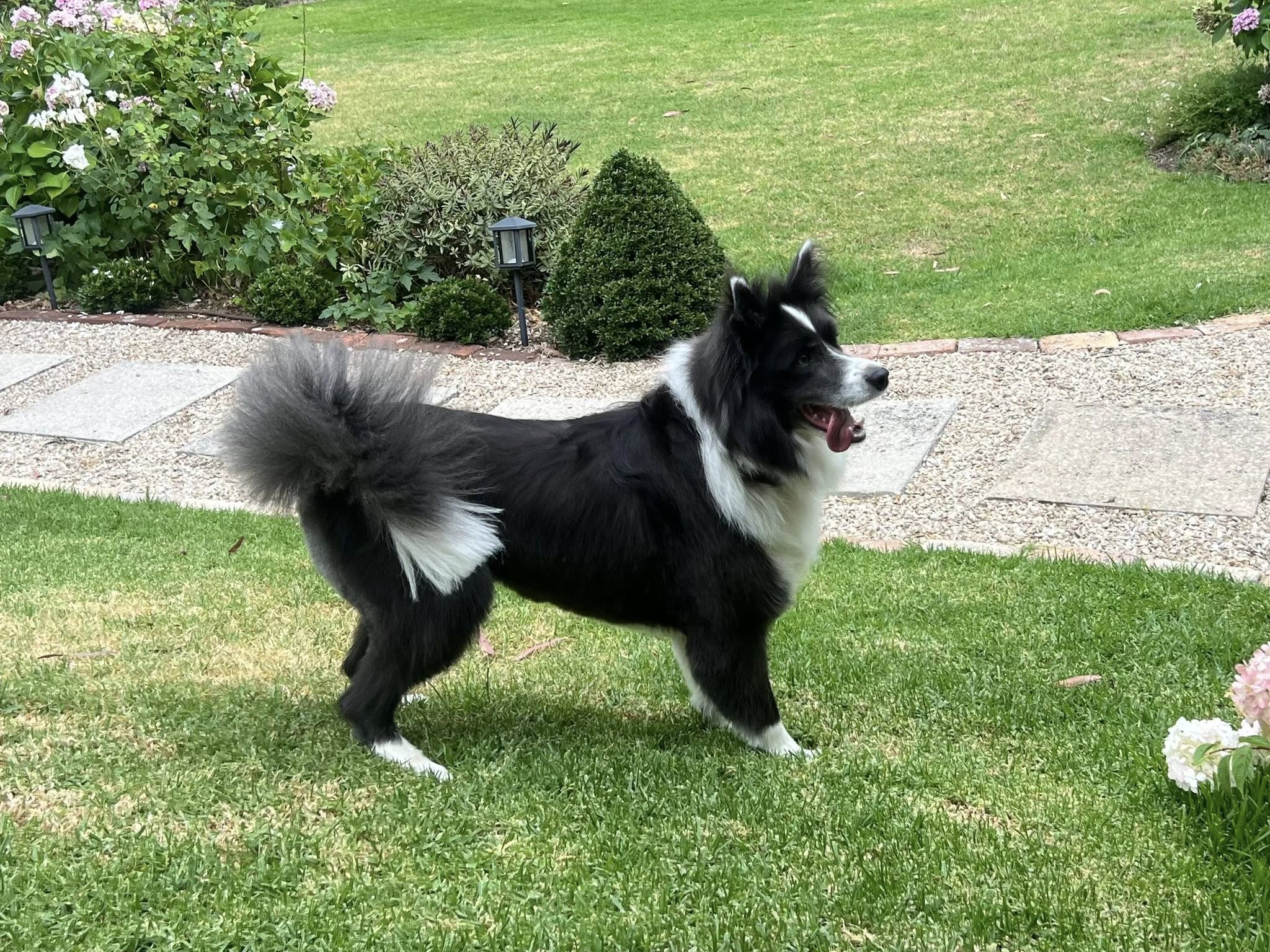 Border collie after full groom at Total Paws