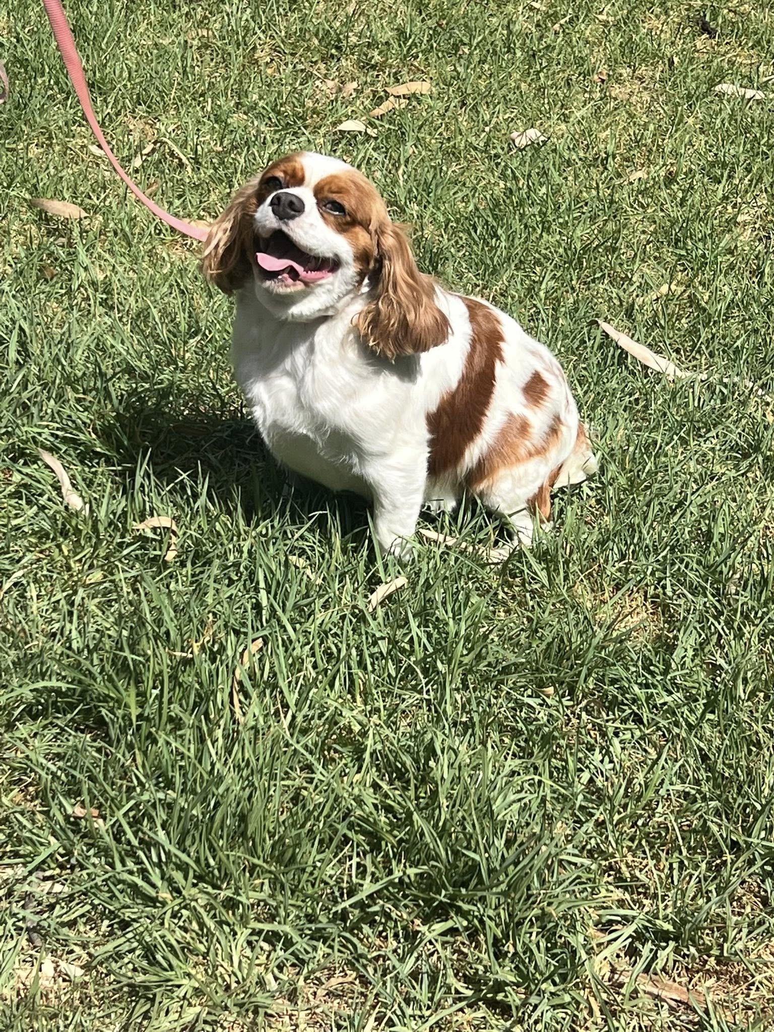 Cavalier King Charles spaniel after grooming