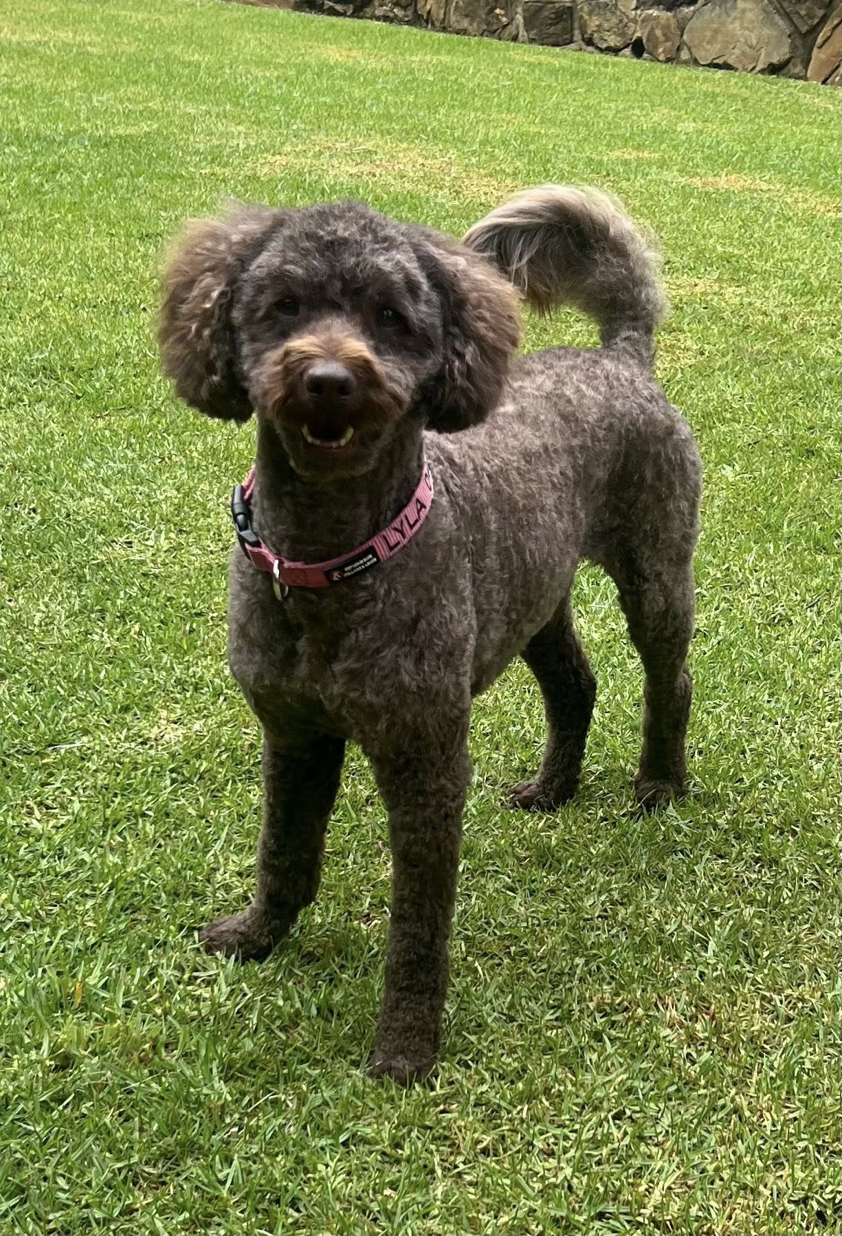 Miniature Groodle styled groom at Total Paws