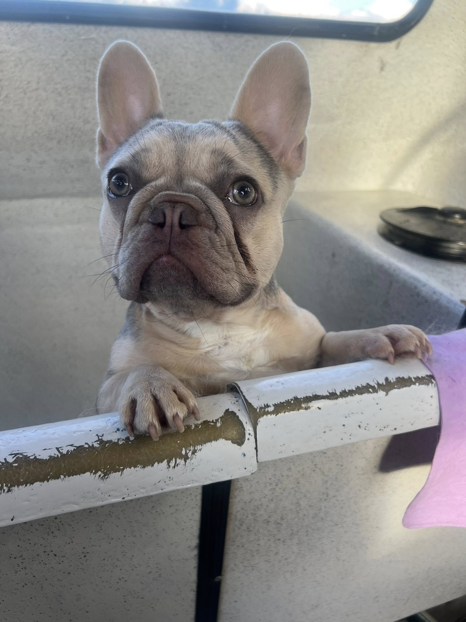 French bulldog after wash and dry service