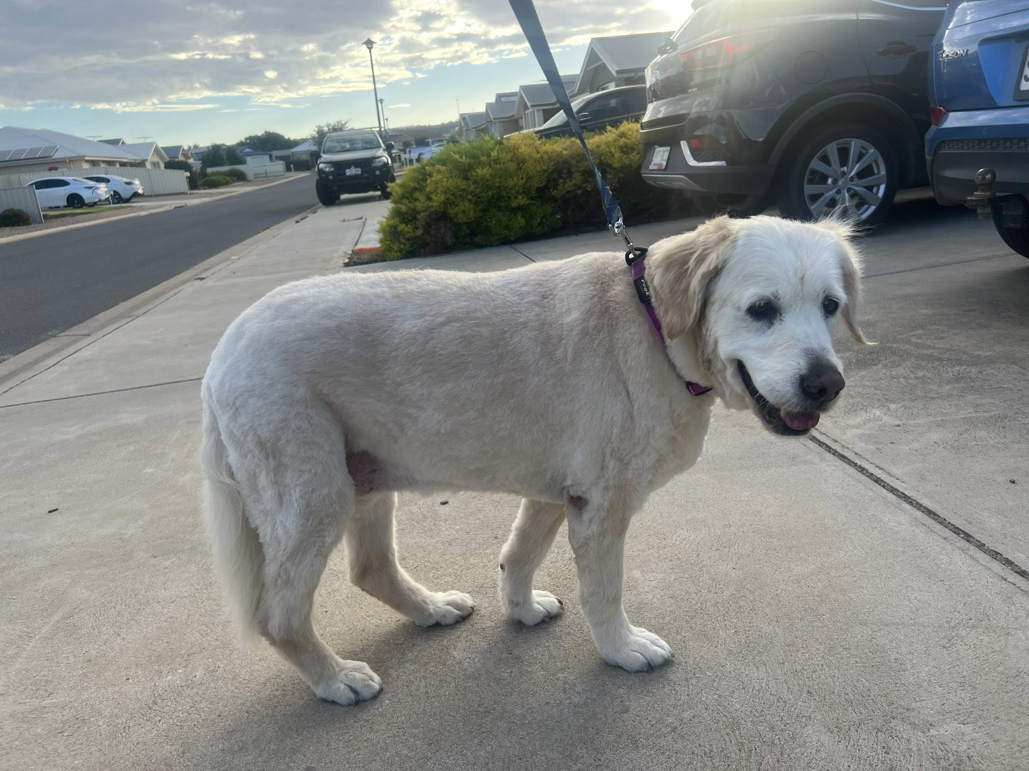 Large golden dog after full groom