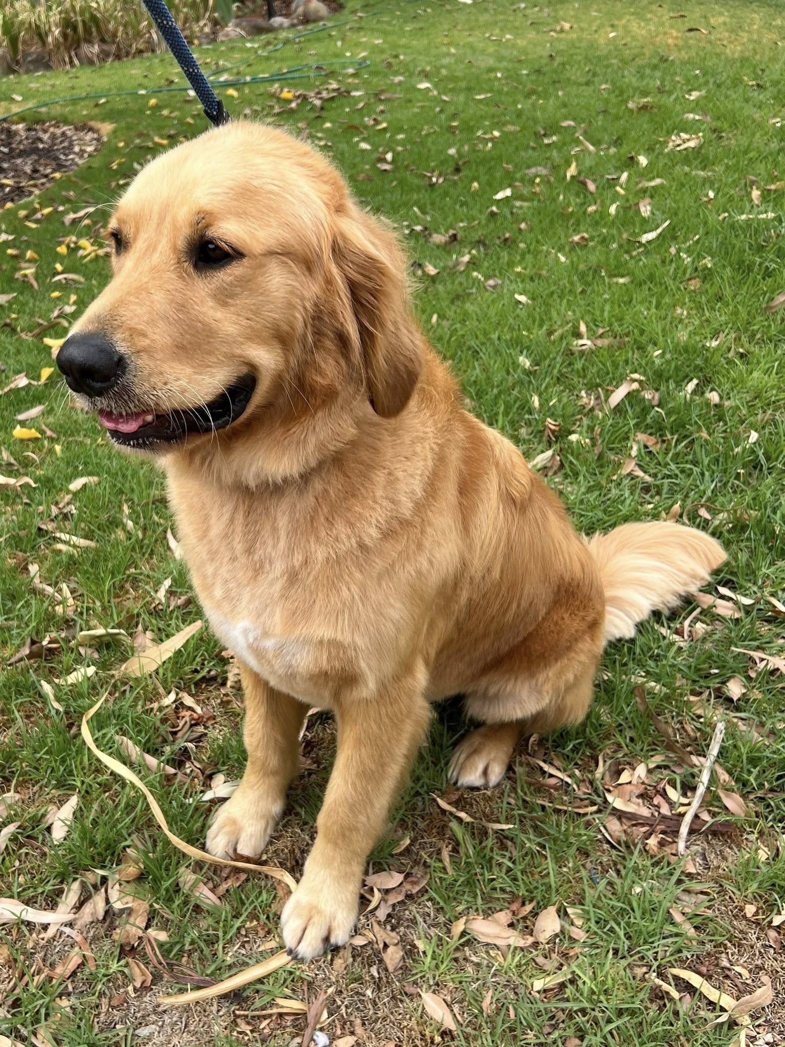 Golden retriever after tidy groom in Murray Bridge