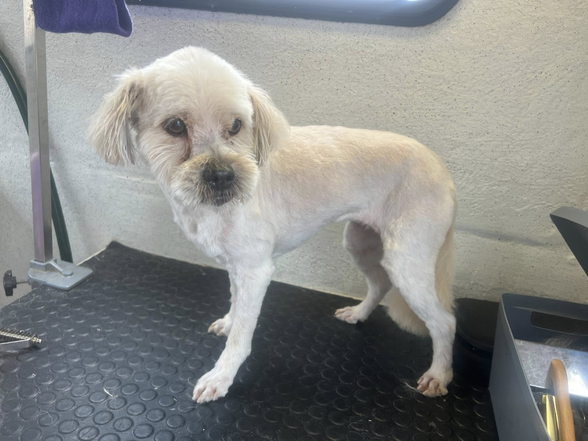 Senior dog after gentle grooming service