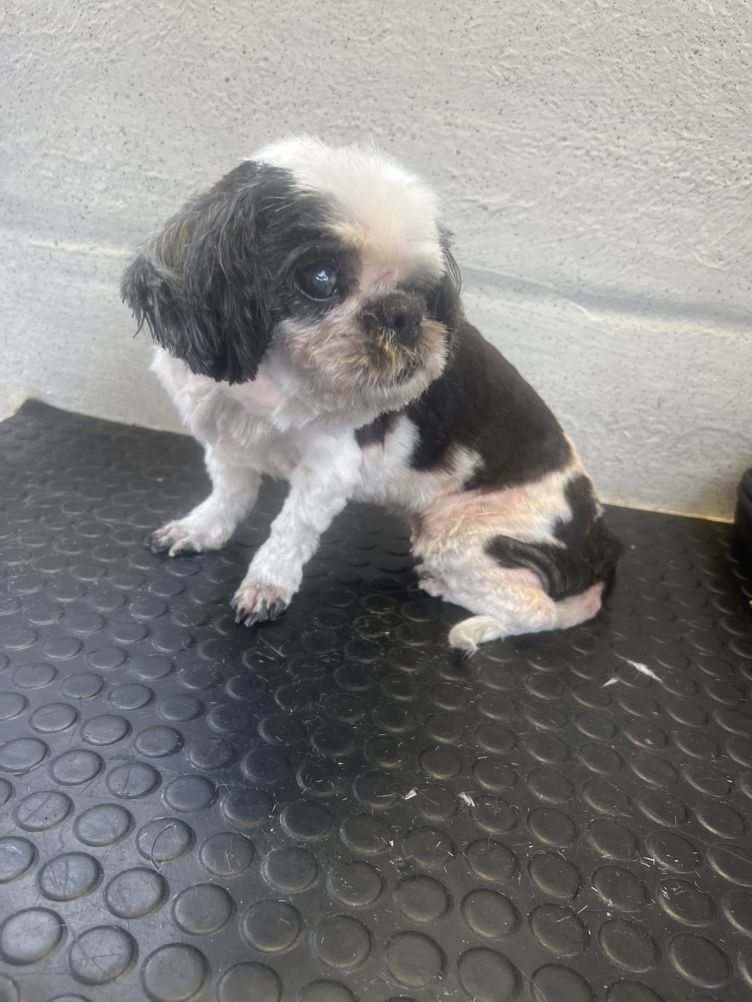 Shih Tzu after grooming at Total Paws