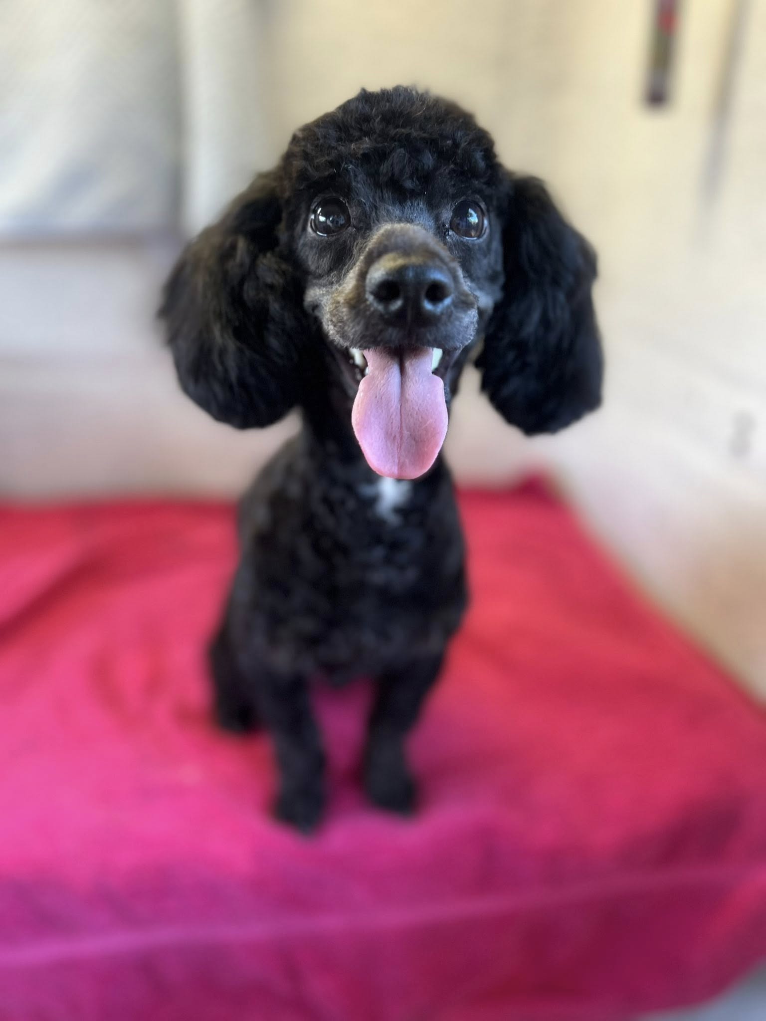 Toy poodle after grooming at Total Paws in Murray Bridge
